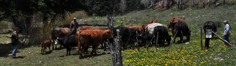 herding the cows